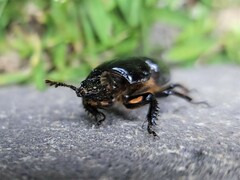 Aulacocyclus edentulus