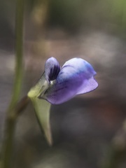 Utricularia uliginosa