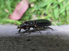 Aulacocyclus edentulus