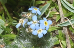 Eritrichium argenteum