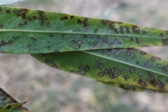 Cercospora