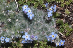 Eritrichium argenteum