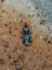 Barea confusella