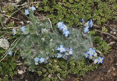 Eritrichium argenteum