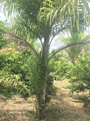 Bactris gasipaes
