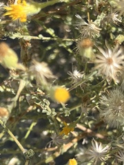 Heterotheca sessiliflora