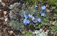 Eritrichium argenteum