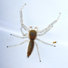 Hentzia mitrata
