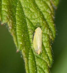 Verdanus