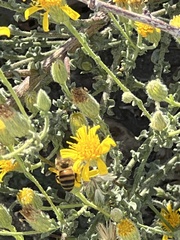 Heterotheca sessiliflora