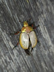 Anoplognathus olivieri