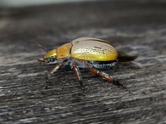 Anoplognathus olivieri