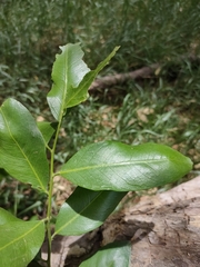 Capparis arborea