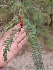 Vachellia campechiana