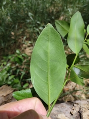 Capparis arborea