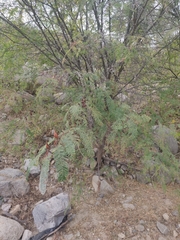 Vachellia campechiana