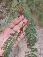 Vachellia campechiana