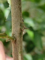 Capparis arborea