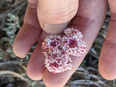 Eriogonum fasciculatum