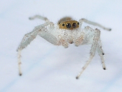 Hentzia mitrata