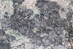 Umbilicaria virginis