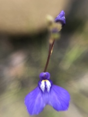 Utricularia biloba
