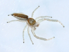 Hentzia mitrata