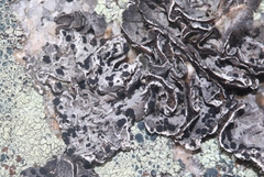 Umbilicaria virginis