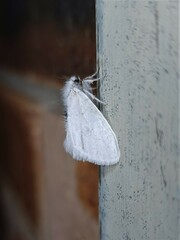 Euproctis melanosoma