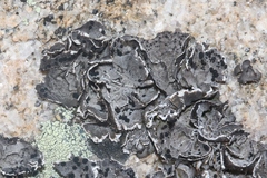 Umbilicaria virginis