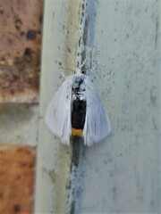 Euproctis melanosoma