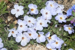 Phlox pulvinata