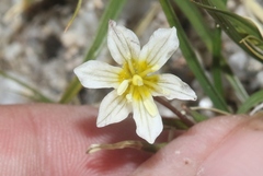 Gagea serotina