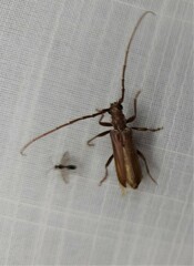 Cerambycoidea