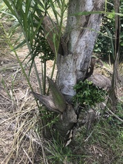 Bactris gasipaes