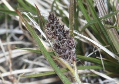 Luzula spicata