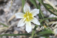 Gagea serotina