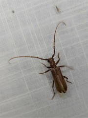 Cerambycoidea