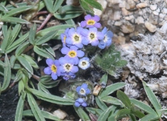 Eritrichium argenteum