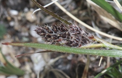Luzula spicata