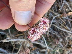 Eriogonum fasciculatum