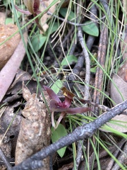 Chiloglottis triceratops