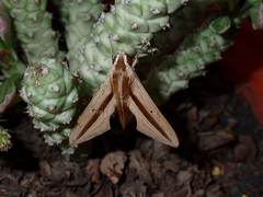 Theretra silhetensis