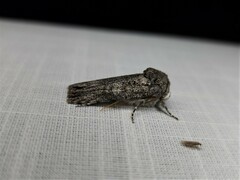 Cryptophasa irrorata