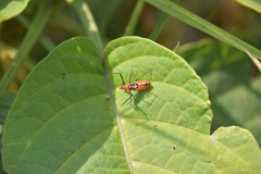 Zelus longipes