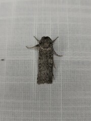 Cryptophasa irrorata