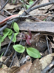 Chiloglottis triceratops