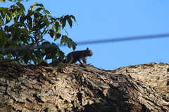 Sciurus yucatanensis