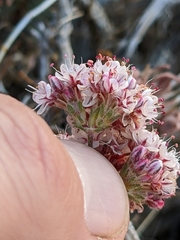 Eriogonum fasciculatum