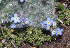 Eritrichium argenteum